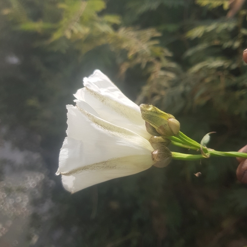 Foto de Sete-léguas
