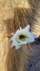 Trichocereus atacamensis