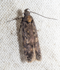 Chionodes thoraceochrella