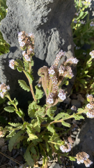 Phacelia integrifolia