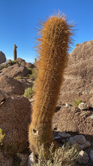 Trichocereus atacamensis