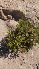 Ozothamnus leptophyllus