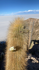 Trichocereus atacamensis