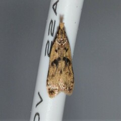 Dichomeris punctipennella