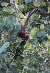 Pongo pygmaeus morio