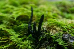 Xylaria cornu-damae
