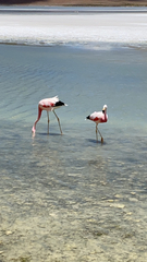 Phoenicoparrus andinus