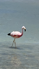 Phoenicoparrus andinus