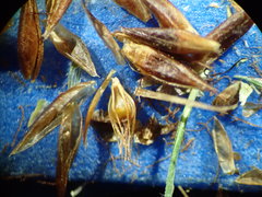 Rhynchospora glomerata