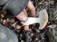 Russula atropurpurea