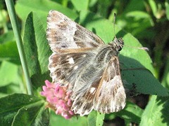 Muschampia floccifera