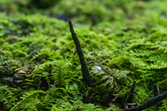 Xylaria cornu-damae