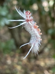 Halysidota cinctipes