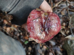 Russula atropurpurea