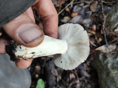 Russula atropurpurea