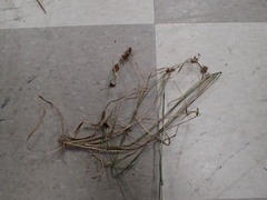 Rhynchospora glomerata