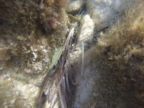 Symphodus tinca
