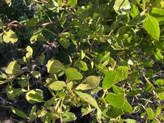 Conocarpus erectus