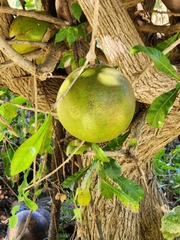 Crescentia cujete