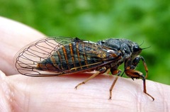 Cicadetta montana