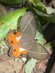 Pierella nereis