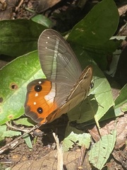 Pierella nereis