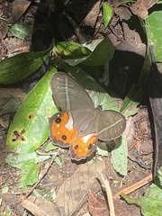 Pierella nereis