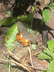 Pierella nereis