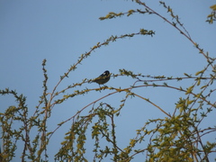 Periparus venustulus