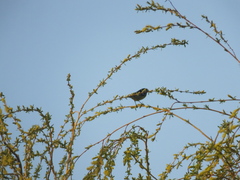 Periparus venustulus