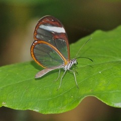 Pteronymia cotytto cotytto