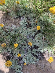Helichrysum flanaganii