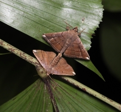 Polypogon albapex