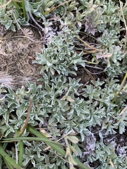 Helichrysum flanaganii