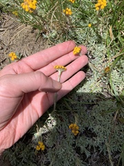 Helichrysum flanaganii