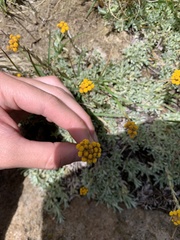 Helichrysum flanaganii