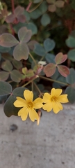 Oxalis corniculata