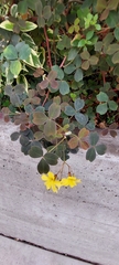 Oxalis corniculata