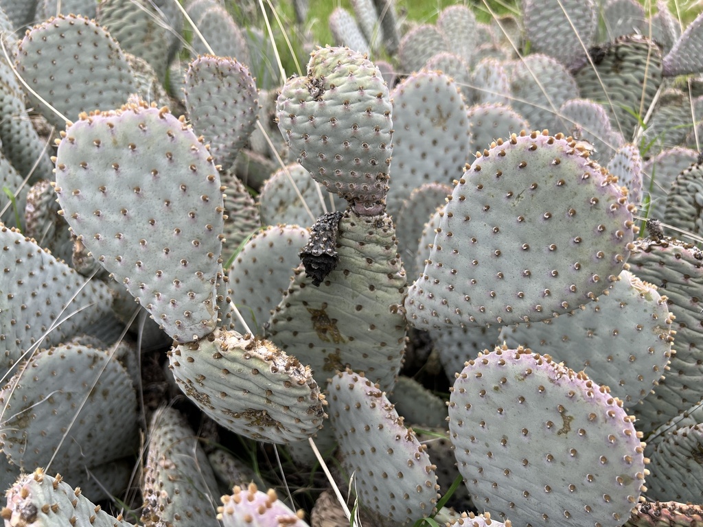 Beavertail Pricklypear In January 2023 By Nmoorhatch · Inaturalist