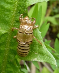 Cicadetta montana