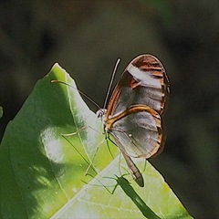 Pteronymia cotytto cotytto