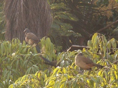 Ortalis ruficauda ruficauda