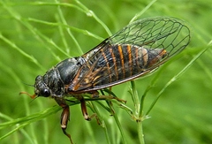 Cicadetta montana