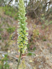 Brachystele unilateralis