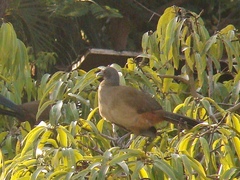 Ortalis ruficauda ruficauda