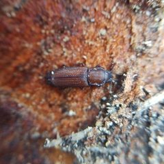 Pycnomerus terebrans