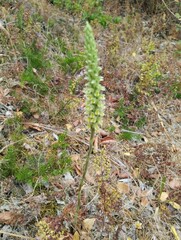 Brachystele unilateralis