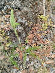 Brachystele unilateralis