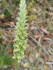 Brachystele unilateralis