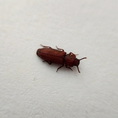 Pycnomerus terebrans